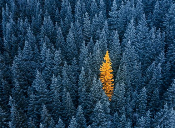 Protection of the Brand and Services in Kenyan SACCOs